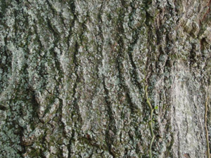 Northern red oak bark